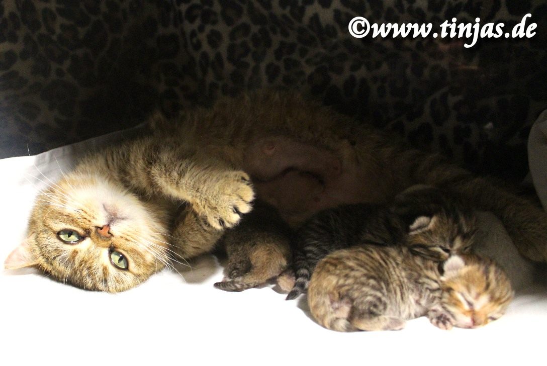 Britisch Kurzhaar Katzenbabys</A>
